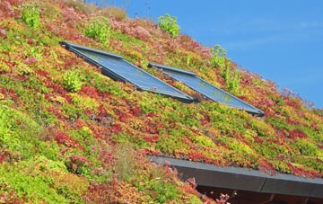 Whiteleaved Oak living roof systems
